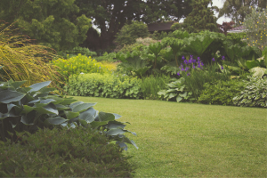 Trawy ozdobne w rabatach ogrodowych – jak zaaranżować ogród?